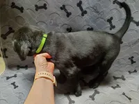 Trouble - Black, a male Labrador Retriever and Goldador for sale in Alverton, PA – Photo 2 of 3