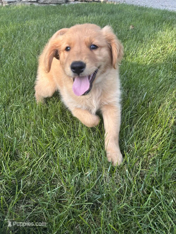 Lee – Golden Retriever puppy for sale in Bradford, OH