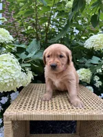 Lottie , a female Golden Retriever for sale in Bradford, OH – 2 of 5