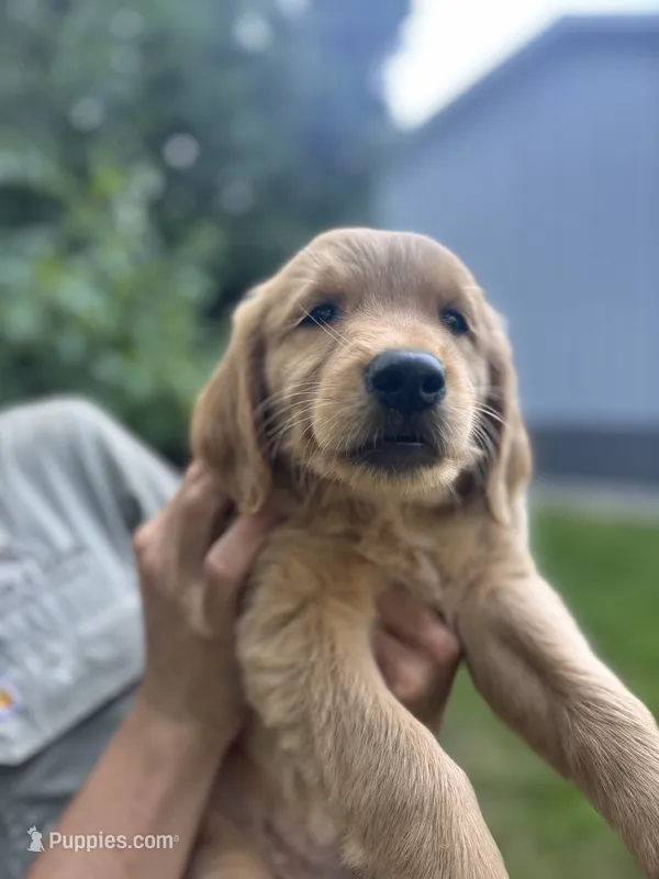 Lea – Golden Retriever puppy for sale in Bradford, OH