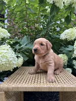 Lexy, a female Golden Retriever for sale in Bradford, OH – 3 of 5