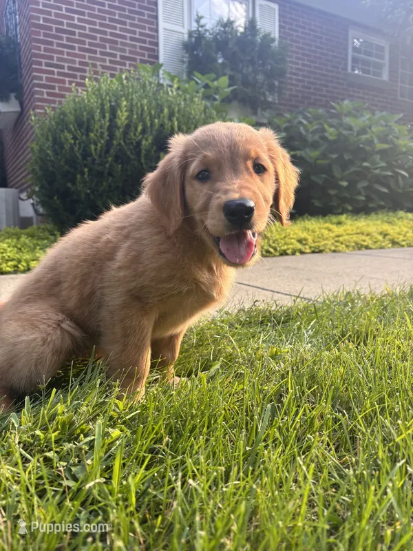 Lexy – Golden Retriever puppy for sale in Bradford, OH