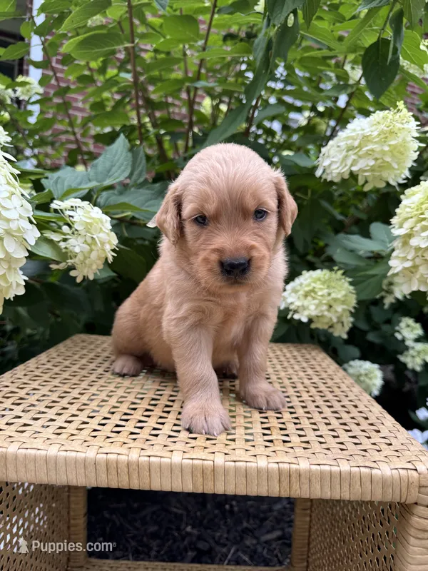 Lee – Golden Retriever puppy for sale in Bradford, OH