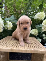 Lee, a female Golden Retriever for sale in Bradford, OH – 1 of 5