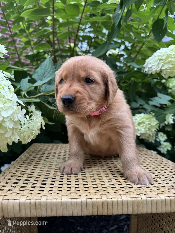 Lottie  – Golden Retriever puppy for sale in Bradford, OH