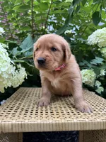 Lottie , a female Golden Retriever for sale in Bradford, OH – 1 of 5