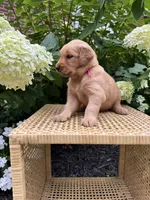 Lacy , a female Golden Retriever for sale in Bradford, OH – 3 of 5