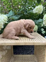 Lea, a female Golden Retriever for sale in Bradford, OH – 2 of 5