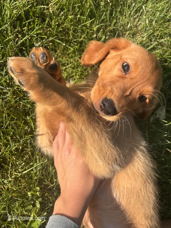 Lottie  – Golden Retriever puppy for sale in Bradford, OH