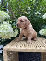 Link , a female Golden Retriever for sale in Bradford, OH – 2 of 4