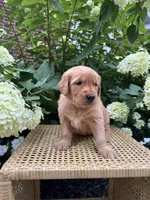 Lottie , a female Golden Retriever for sale in Bradford, OH – 3 of 5
