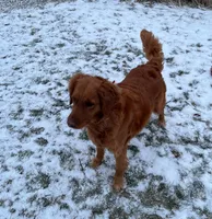 Lily, a female Golden Retriever for sale in Bradford, OH – 4 of 5