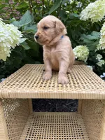 Lee, a female Golden Retriever for sale in Bradford, OH – 2 of 5