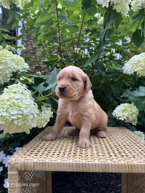 Link  – Golden Retriever puppy for sale in Bradford, OH