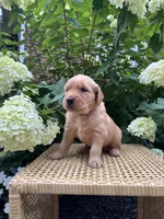 Link , a female Golden Retriever for sale in Bradford, OH – 1 of 4