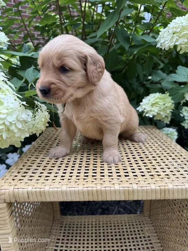 Lana – Golden Retriever puppy for sale in Bradford, OH