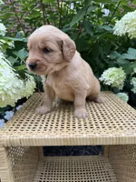 Lana, a female Golden Retriever for sale in Bradford, OH – 1 of 4