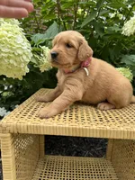 Lily, a female Golden Retriever for sale in Bradford, OH – 2 of 5