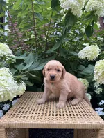 Lana, a female Golden Retriever for sale in Bradford, OH – 2 of 4