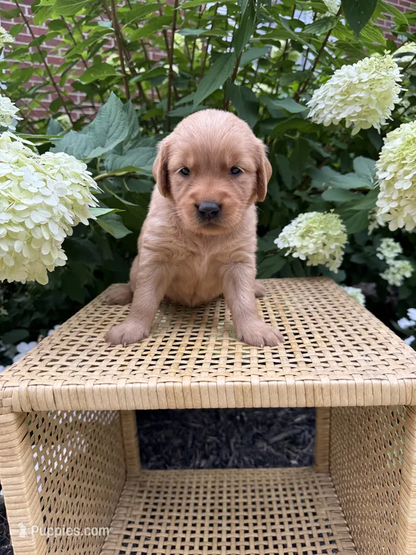 Lea – Golden Retriever puppy for sale in Bradford, OH