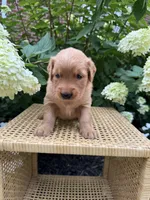 Lexy, a female Golden Retriever for sale in Bradford, OH – 2 of 5