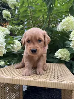 Lily, a female Golden Retriever for sale in Bradford, OH – 3 of 5
