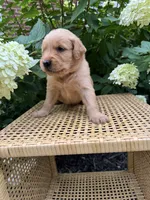 Lee, a female Golden Retriever for sale in Bradford, OH – 3 of 5