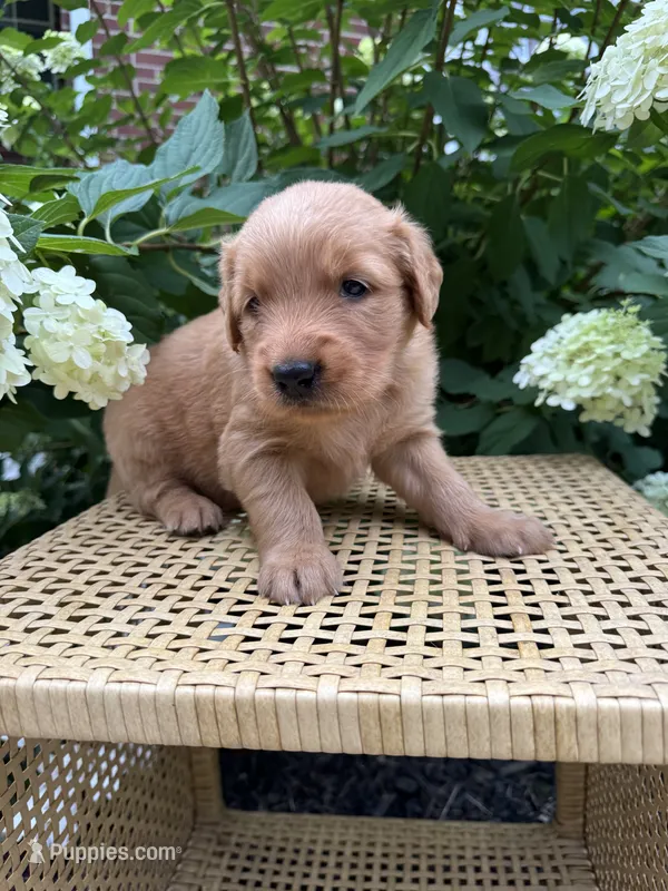 Lexy – Golden Retriever puppy for sale in Bradford, OH