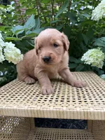 Lexy, a female Golden Retriever for sale in Bradford, OH – 1 of 5