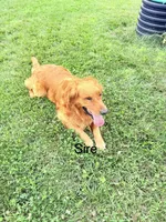 Lottie , a female Golden Retriever for sale in Bradford, OH – 5 of 5