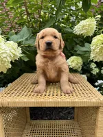 Lacy , a female Golden Retriever for sale in Bradford, OH – 2 of 5