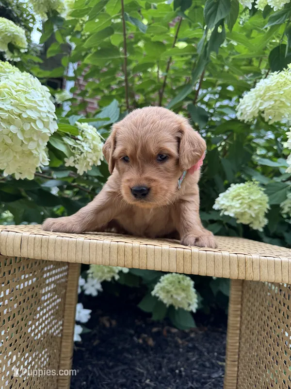Lily – Golden Retriever puppy for sale in Bradford, OH