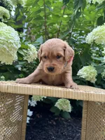 Lily, a female Golden Retriever for sale in Bradford, OH – 1 of 5
