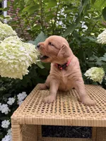 Lea, a female Golden Retriever for sale in Bradford, OH – 3 of 5