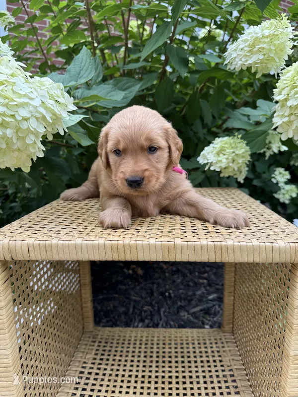 Lacy  – Golden Retriever puppy for sale in Bradford, OH
