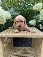 Lacy , a female Golden Retriever for sale in Bradford, OH – 1 of 5