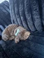 Nyla, a female Shihpoo for sale in Dallas, TX – Photo 3 of 8