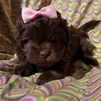 Nyla, a female Shihpoo for sale in Dallas, TX – Photo 1 of 8