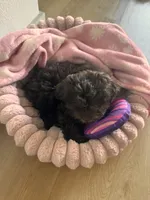 Nyla, a female Shihpoo for sale in Dallas, TX – Photo 7 of 8