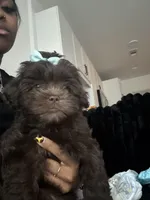 Nyla, a female Shihpoo for sale in Dallas, TX – Photo 2 of 8