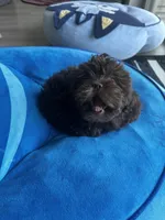 Nyla, a female Shihpoo for sale in Dallas, TX – Photo 5 of 8