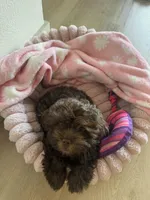 Nyla, a female Shihpoo for sale in Dallas, TX – Photo 8 of 8