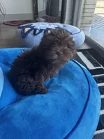 Nyla, a female Shihpoo for sale in Dallas, TX – Photo 4 of 8