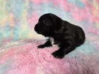 Prince Ali AKC , a male Chihuahua for sale in West New York, NJ – 6 of 10