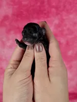 Flounder Tiny AKC pet home , a male Chihuahua for sale in West New York, NJ – 1 of 10