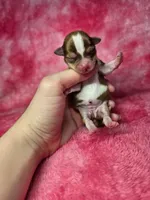 Ariel AKC, a female Chihuahua for sale in West New York, NJ – 2 of 8