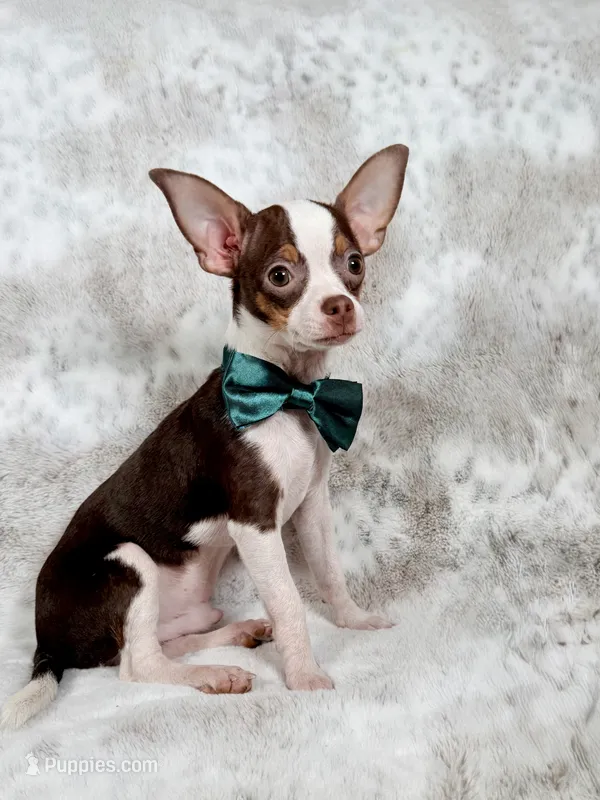 Max – Chihuahua puppy for sale in West New York, NJ