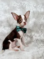 Max, a male Chihuahua for sale in West New York, NJ – 1 of 10