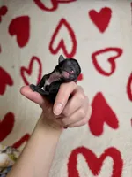 Flounder Tiny AKC pet home , a male Chihuahua for sale in West New York, NJ – 2 of 10