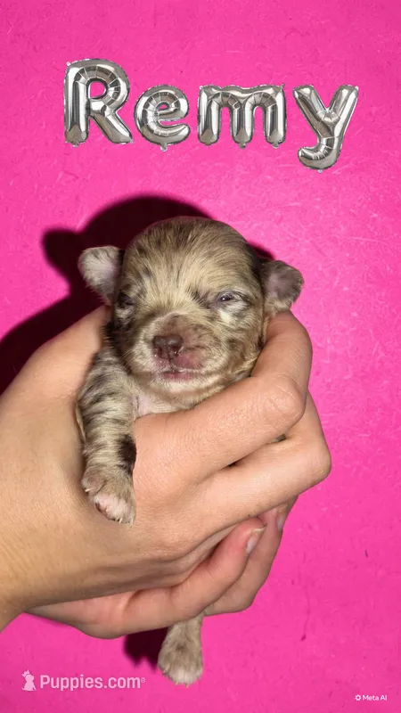 Remy – Chihuahua puppy for sale in West New York, NJ